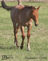 Hancocks Red Hot MA's 2022 Bay Roan Colt